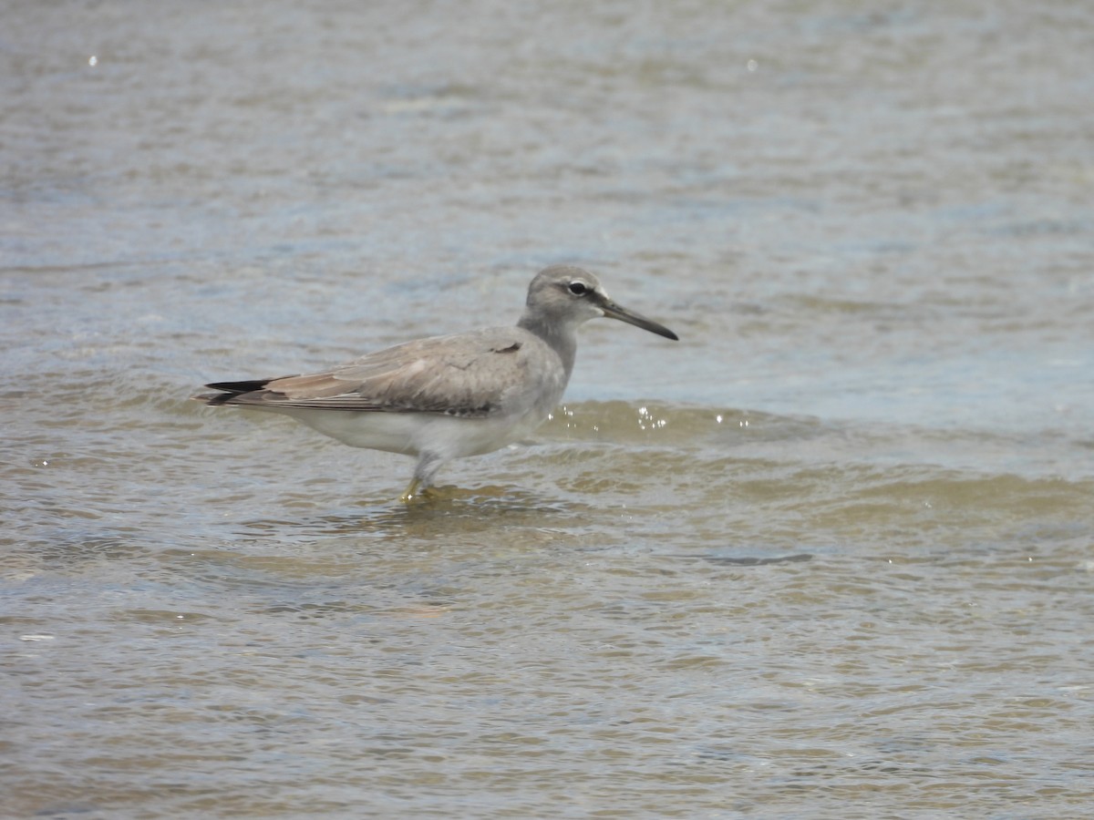 Gray-tailed Tattler - ML647438376