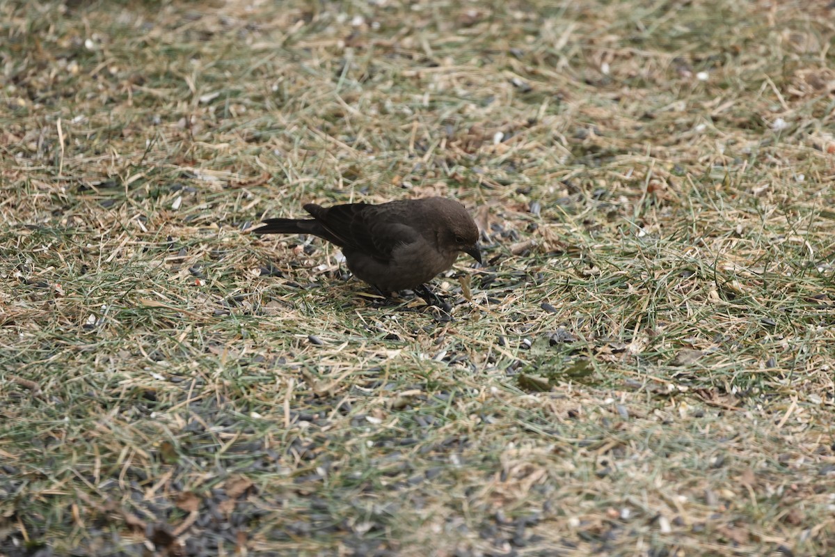 Brown-headed Cowbird - ML647438377