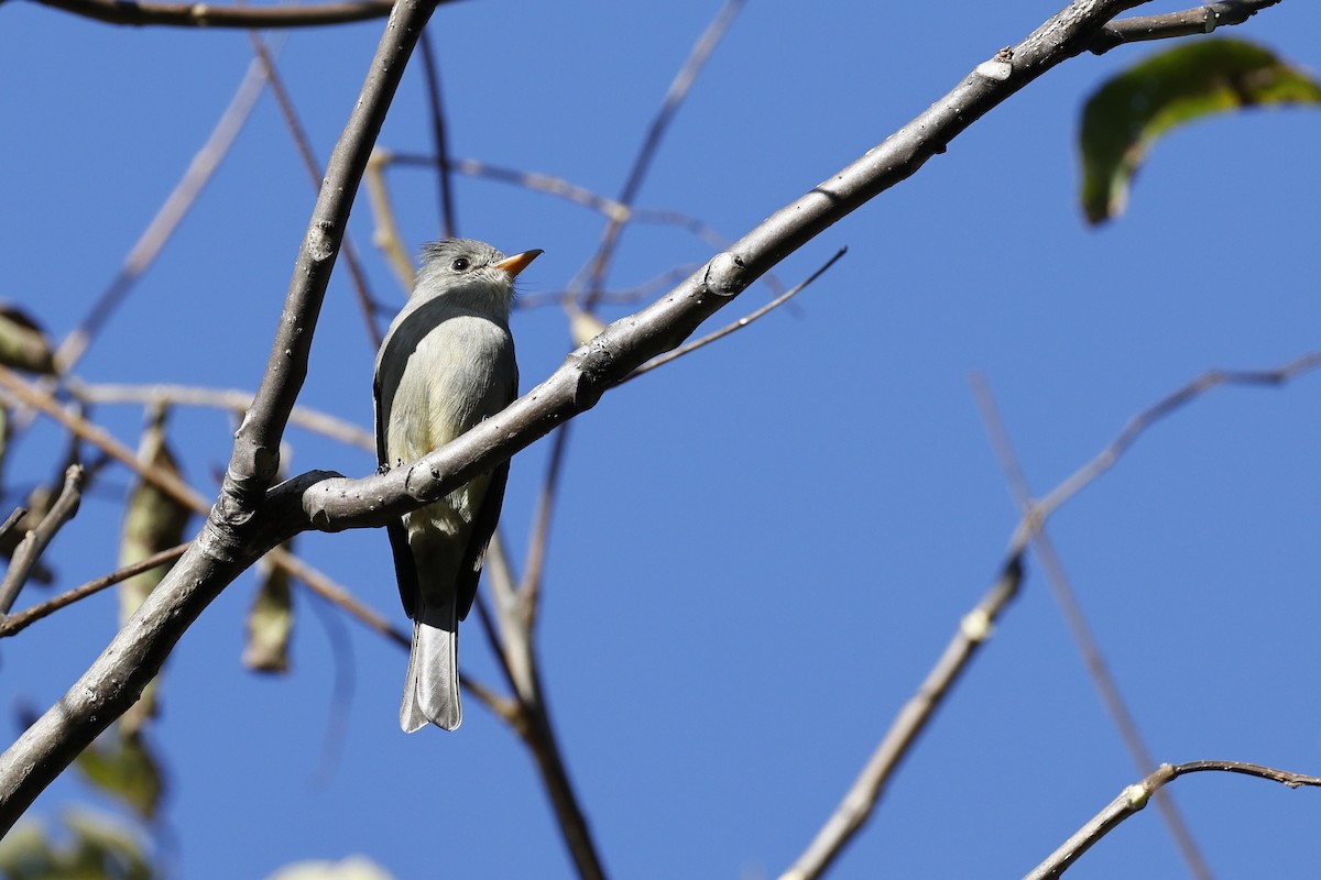 Піві великий (підвид pertinax) - ML647438379
