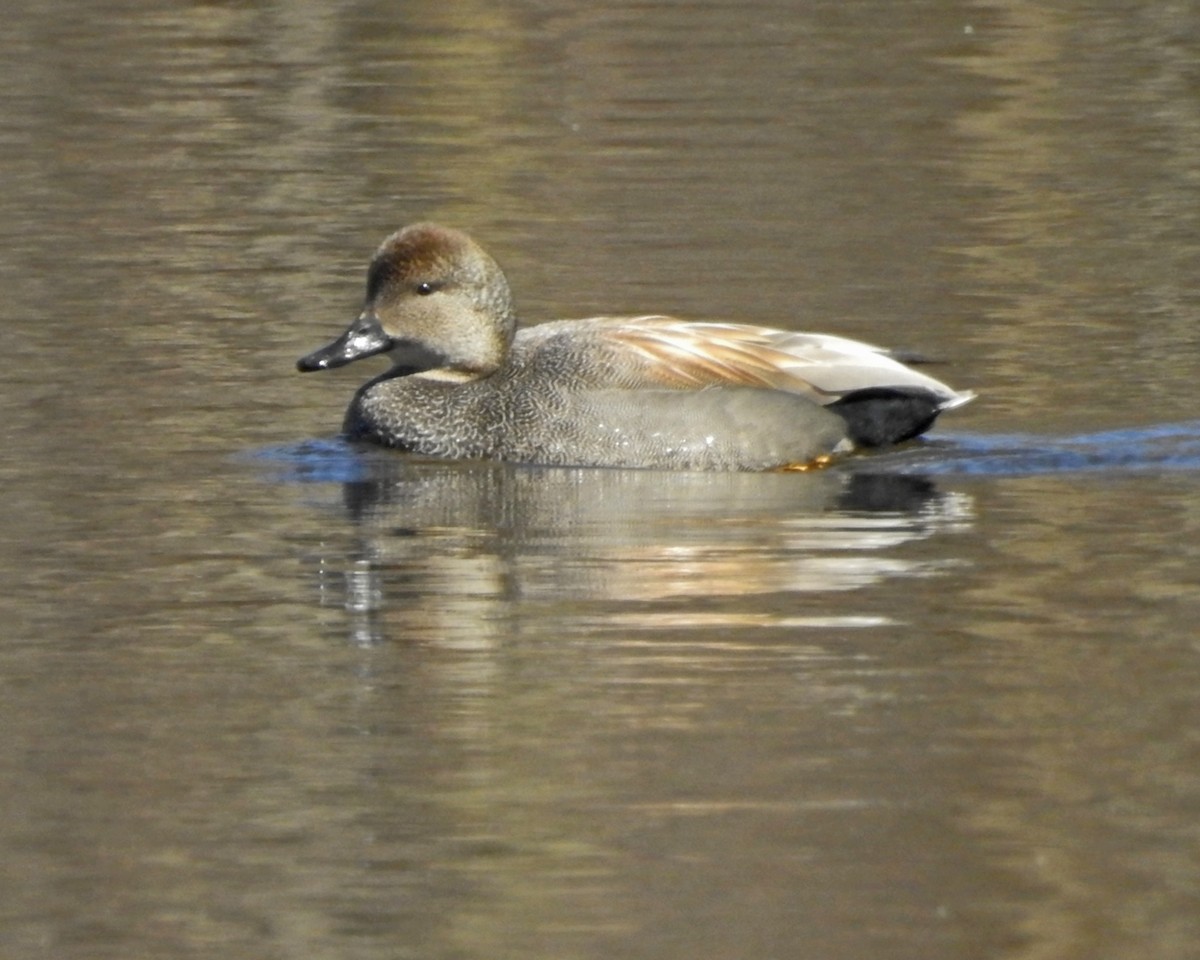 Gadwall - ML647438381