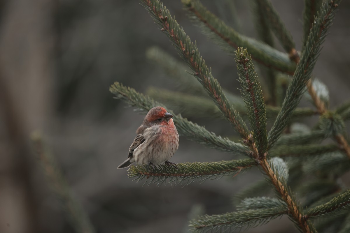 House Finch - ML647438385