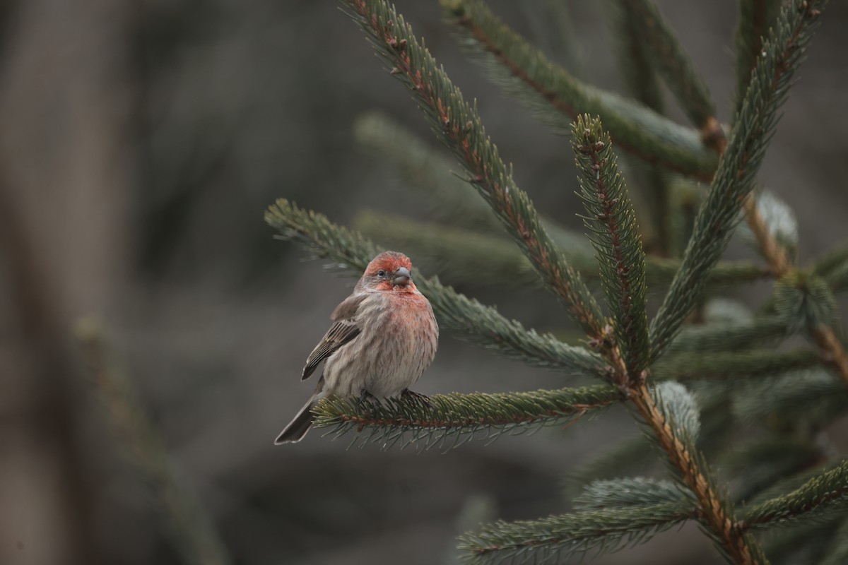 House Finch - ML647438388