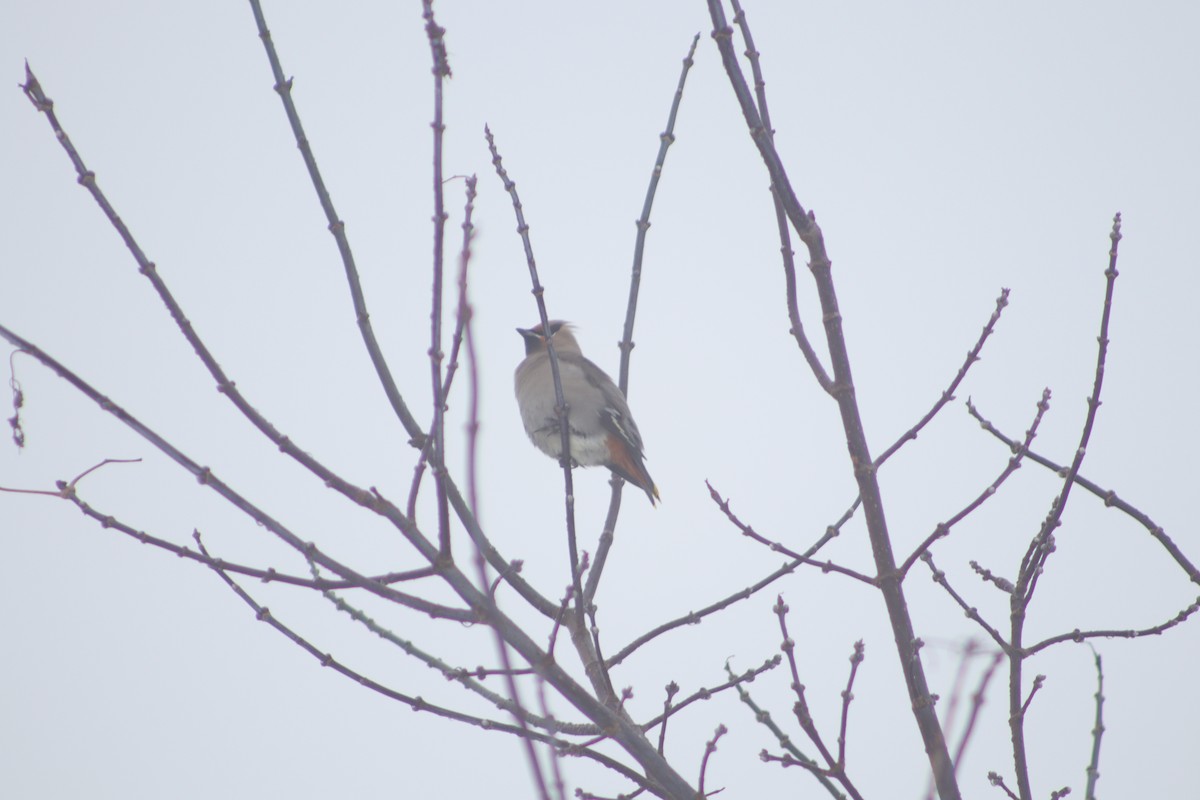 Bohemian Waxwing - ML647438393