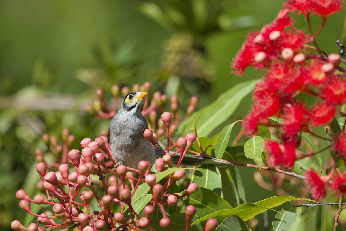 Noisy Miner - ML647438399