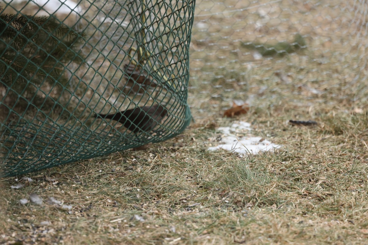 Brown-headed Cowbird - ML647438403