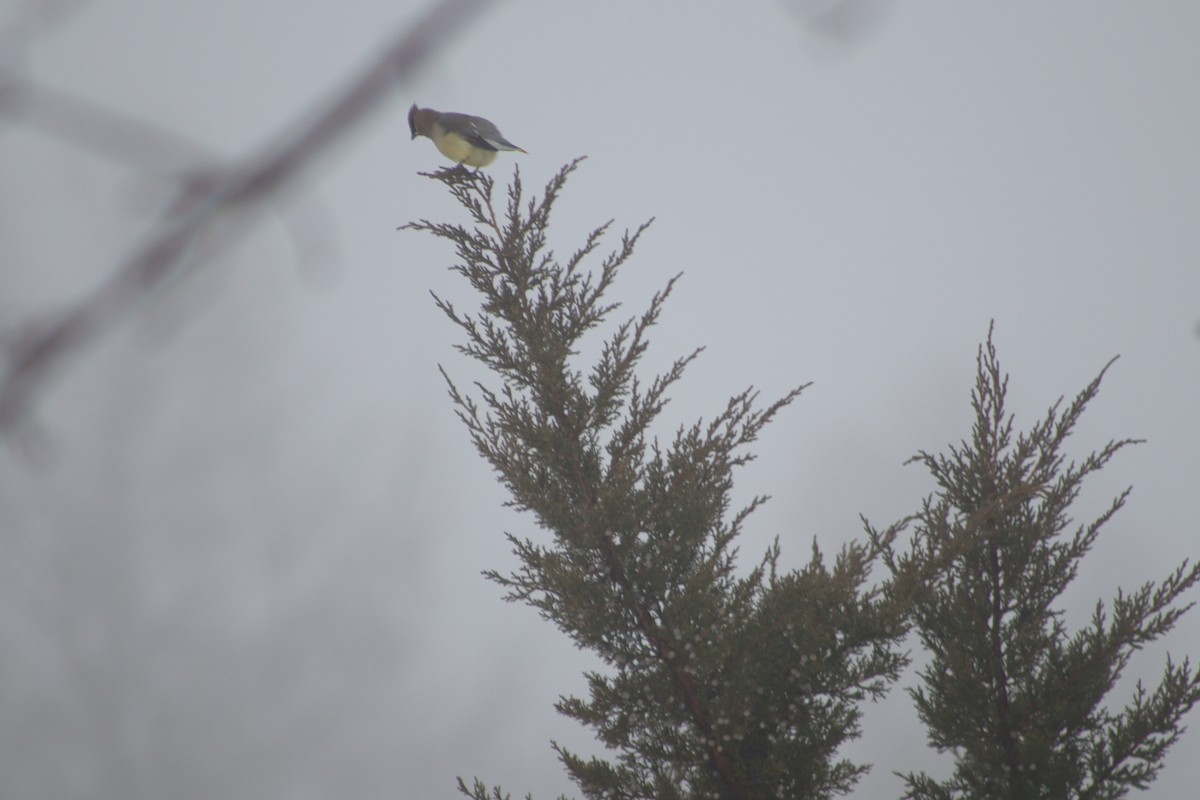 Cedar Waxwing - ML647438405