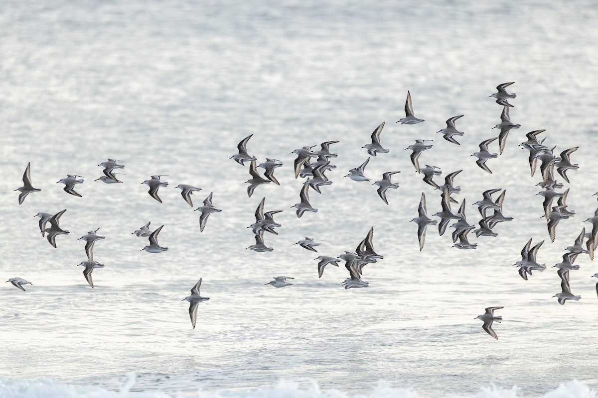 Побережник білий - ML647438406