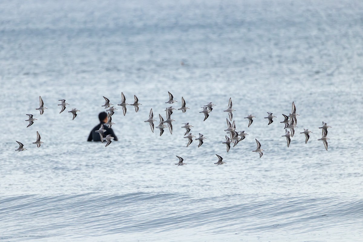 Побережник білий - ML647438407