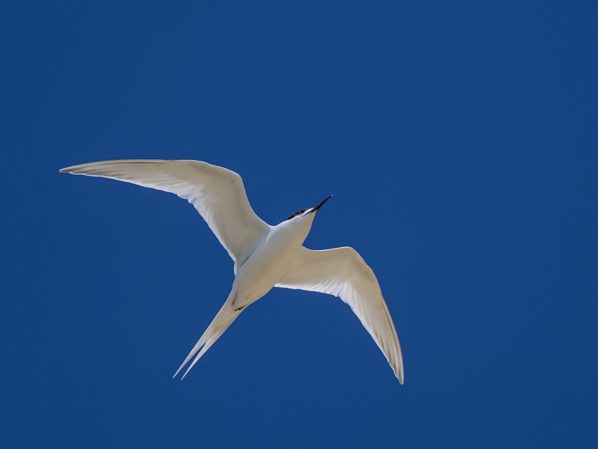 White-fronted Tern - ML647438408