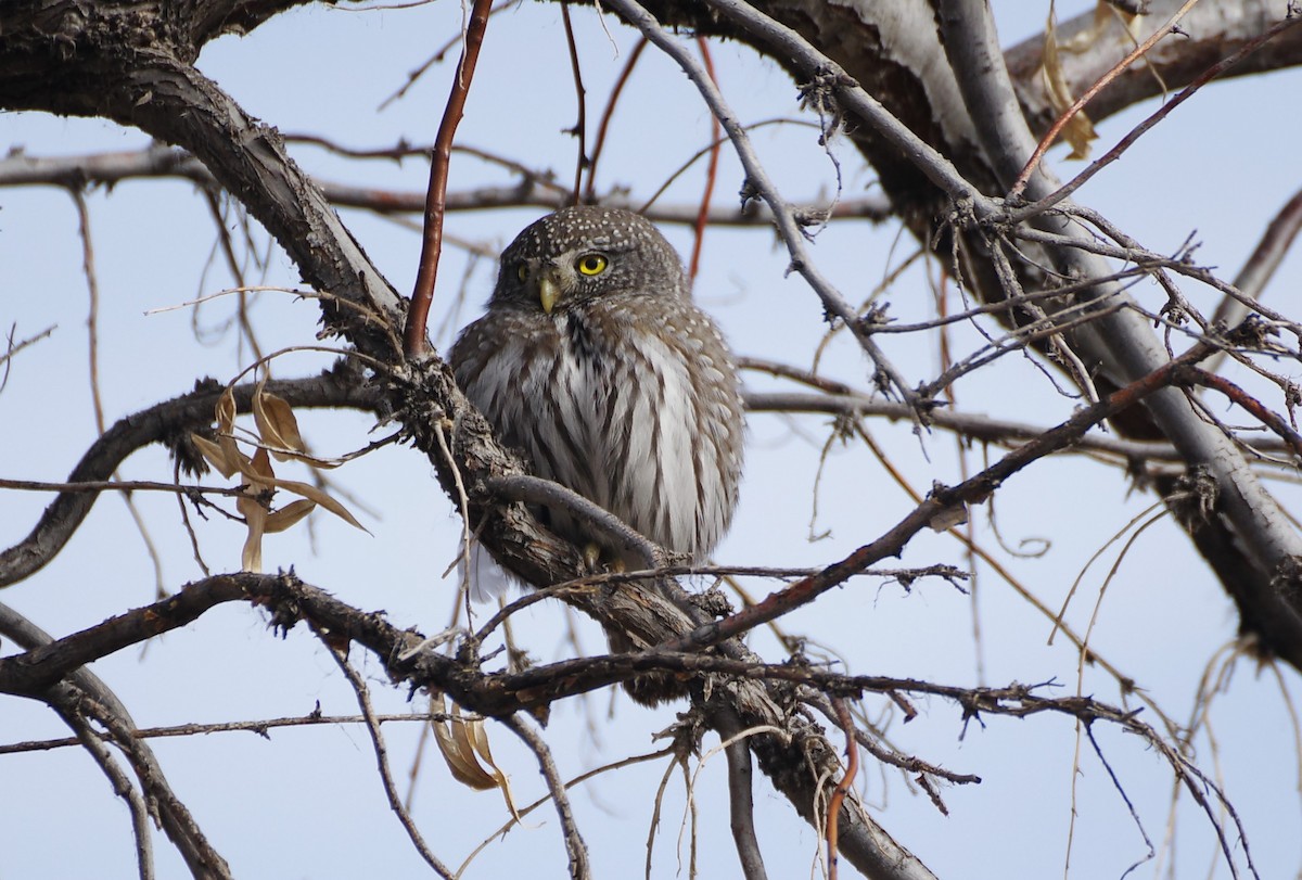 Northern Pygmy-Owl - ML647438413