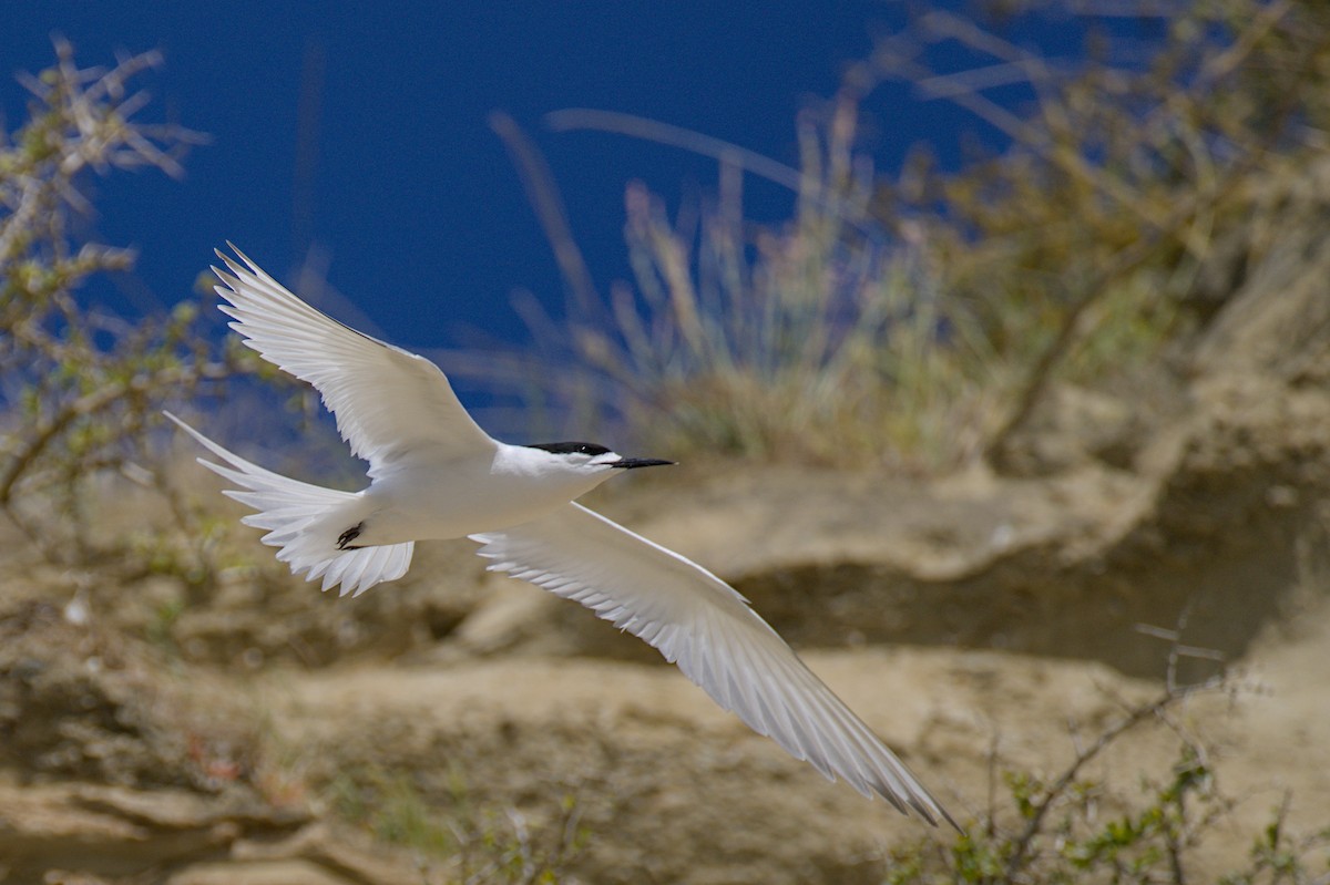 White-fronted Tern - ML647438414