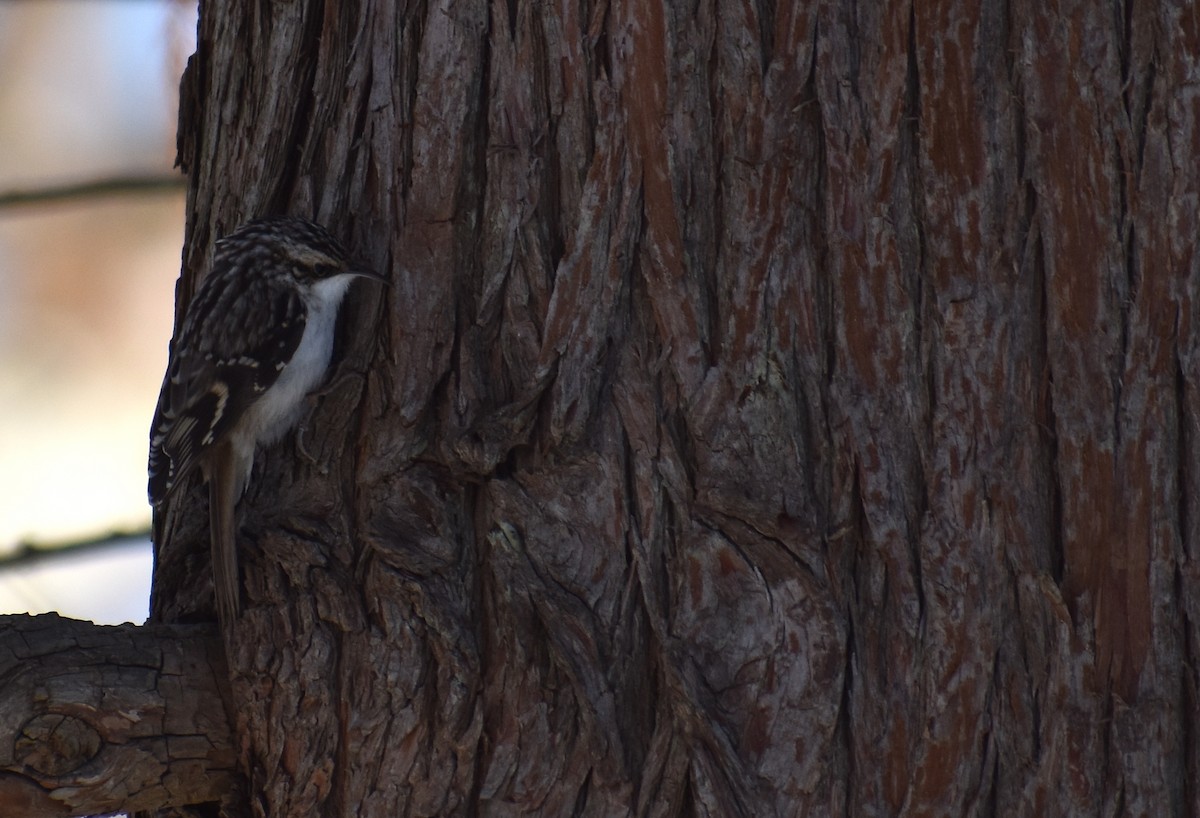 Brown Creeper - ML647438415