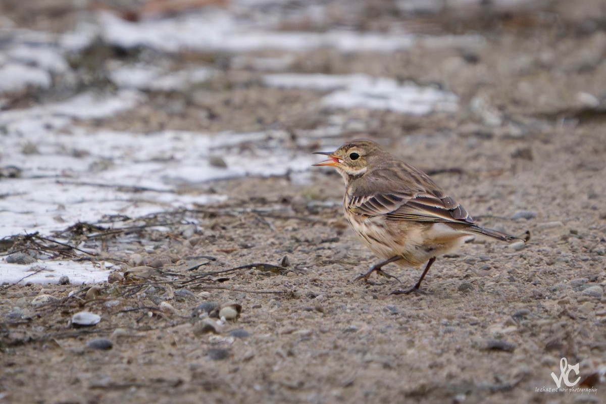 American Pipit - ML647438416