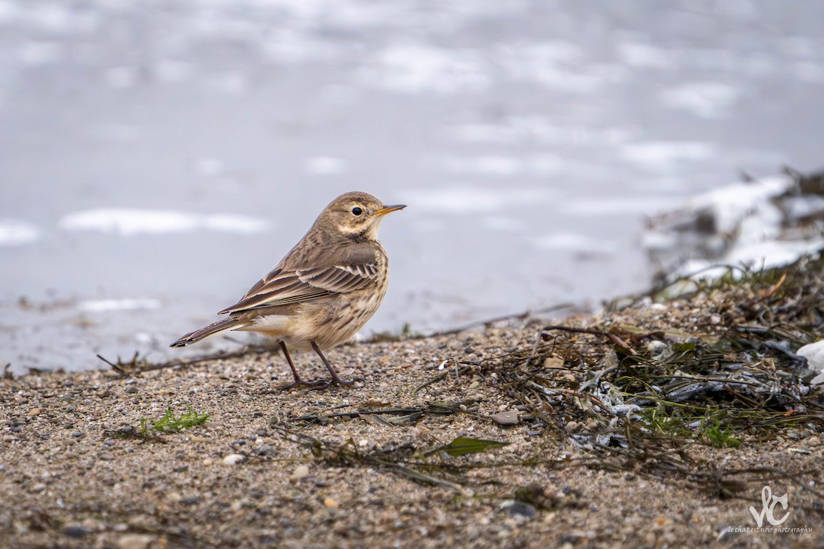 American Pipit - ML647438417