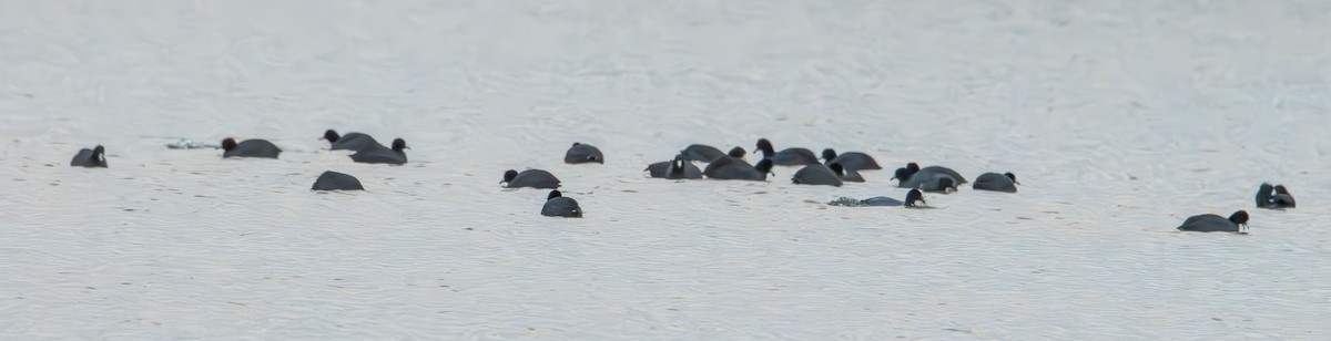 American Coot - ML647438420
