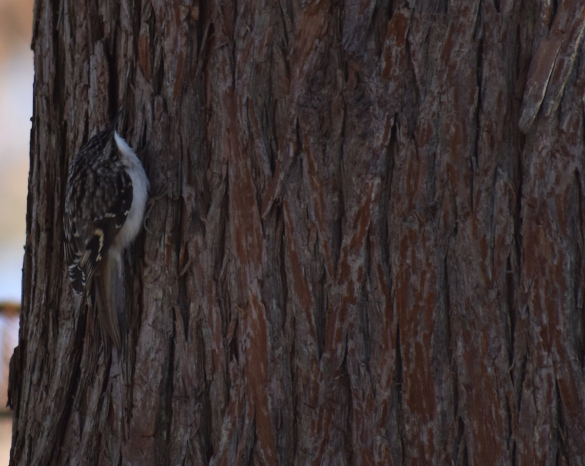 Brown Creeper - ML647438421