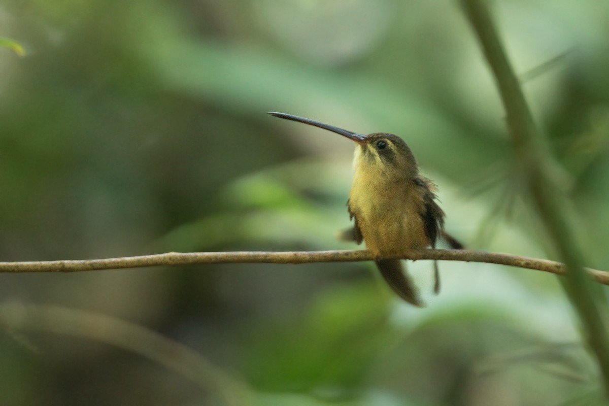 Koepcke's Hermit - ML647438422