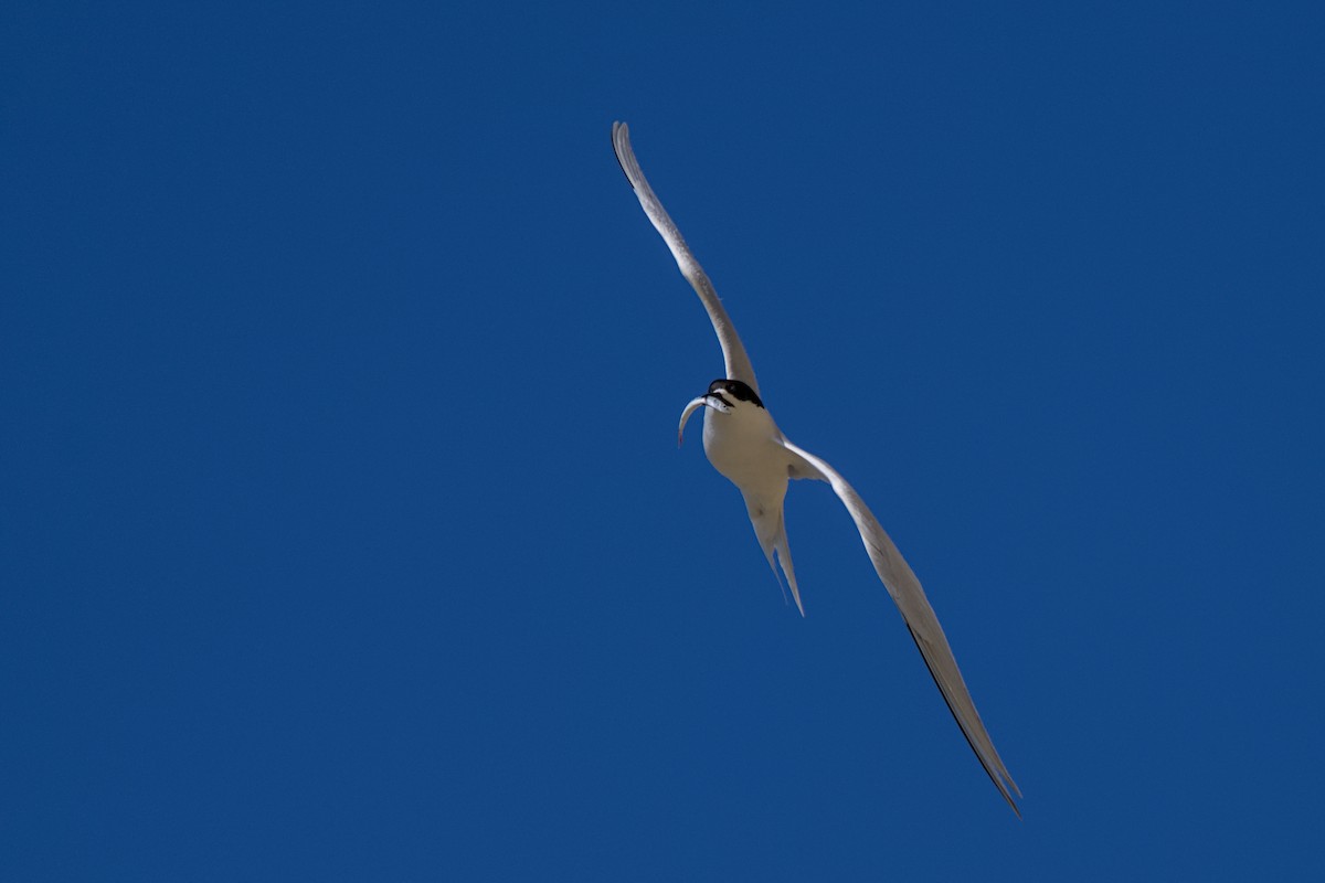 White-fronted Tern - ML647438423