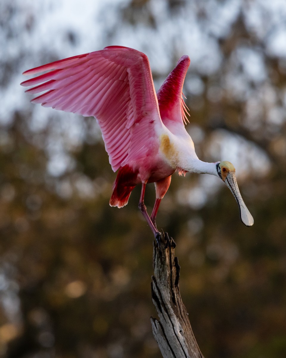 Roseate Spoonbill - ML647438424