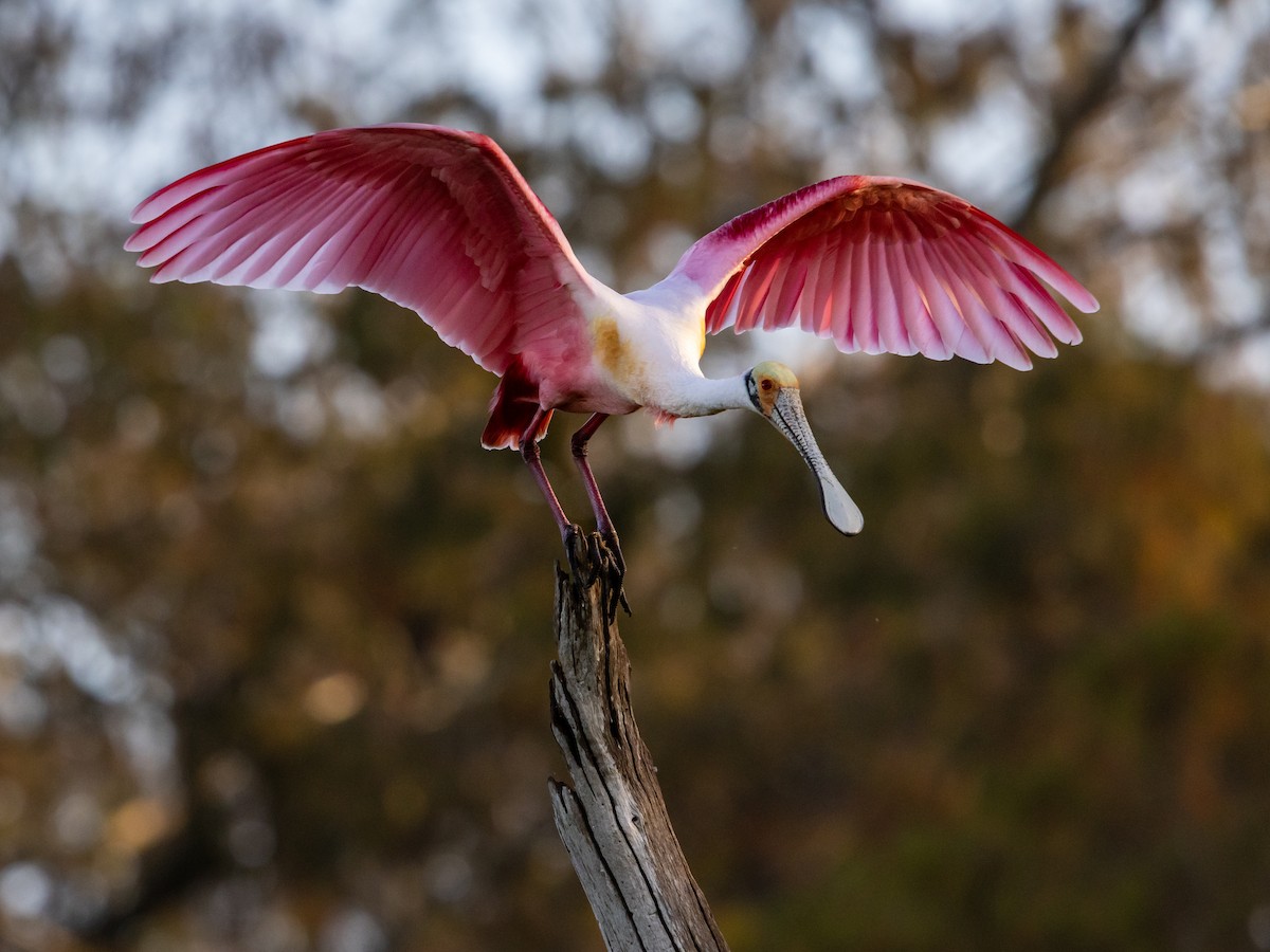 Roseate Spoonbill - ML647438426
