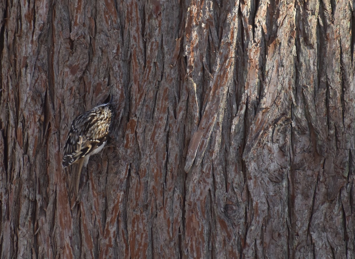 Brown Creeper - ML647438430