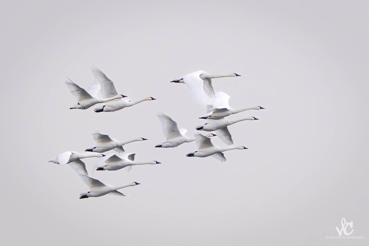 Tundra Swan - ML647438433