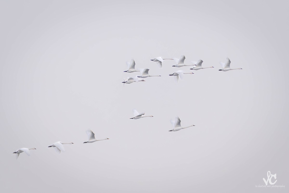 Tundra Swan - ML647438434