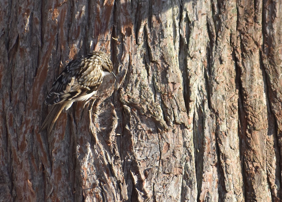 Brown Creeper - ML647438435