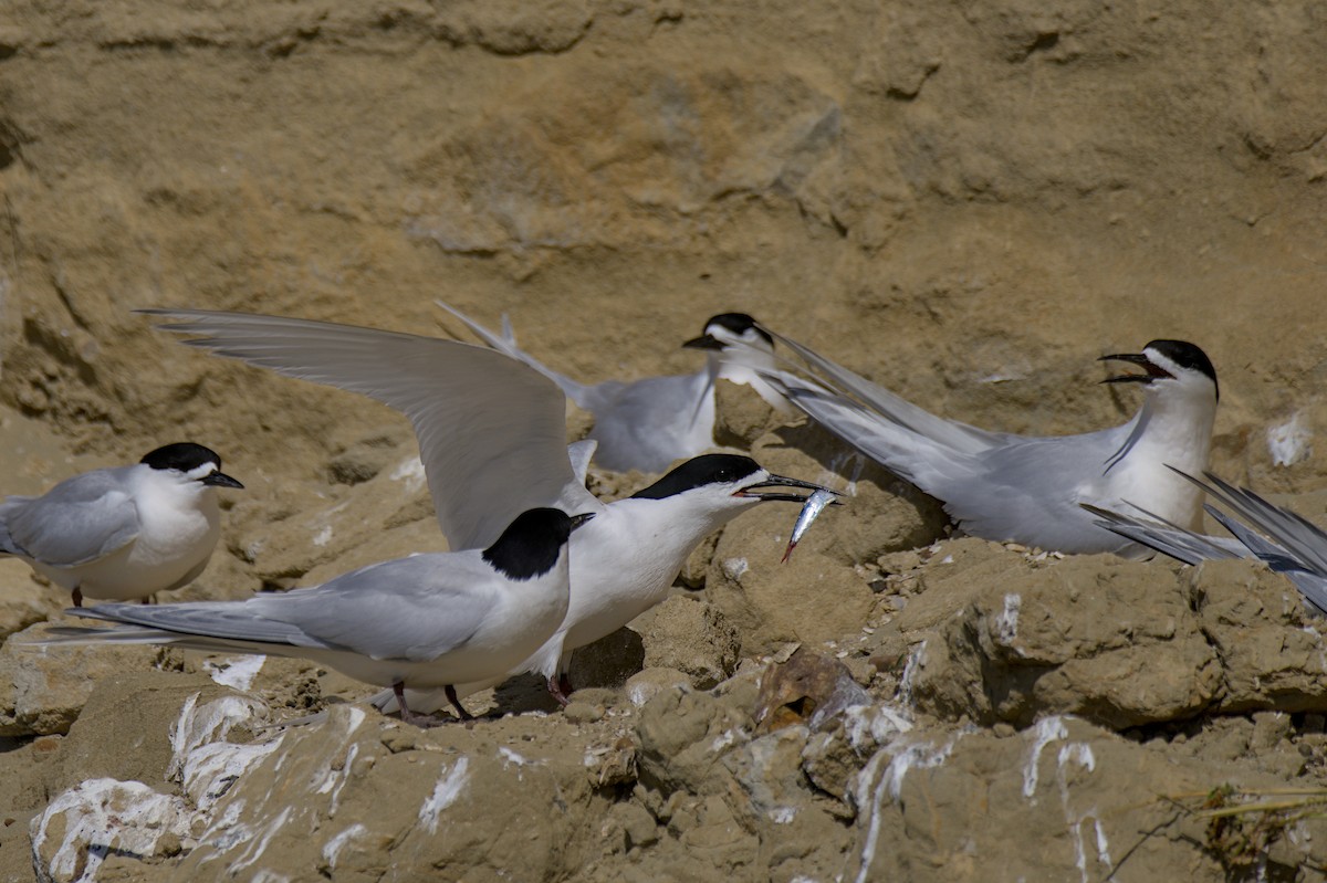 White-fronted Tern - ML647438437