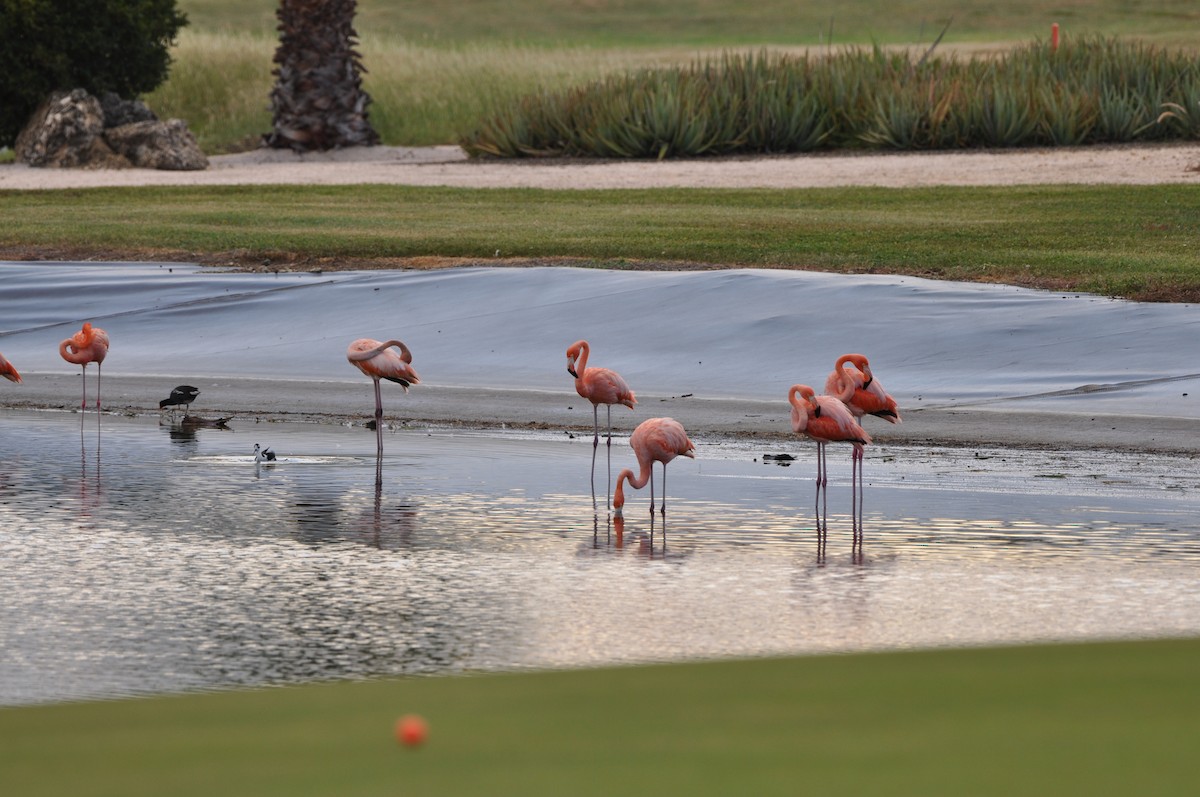American Flamingo - ML647438438