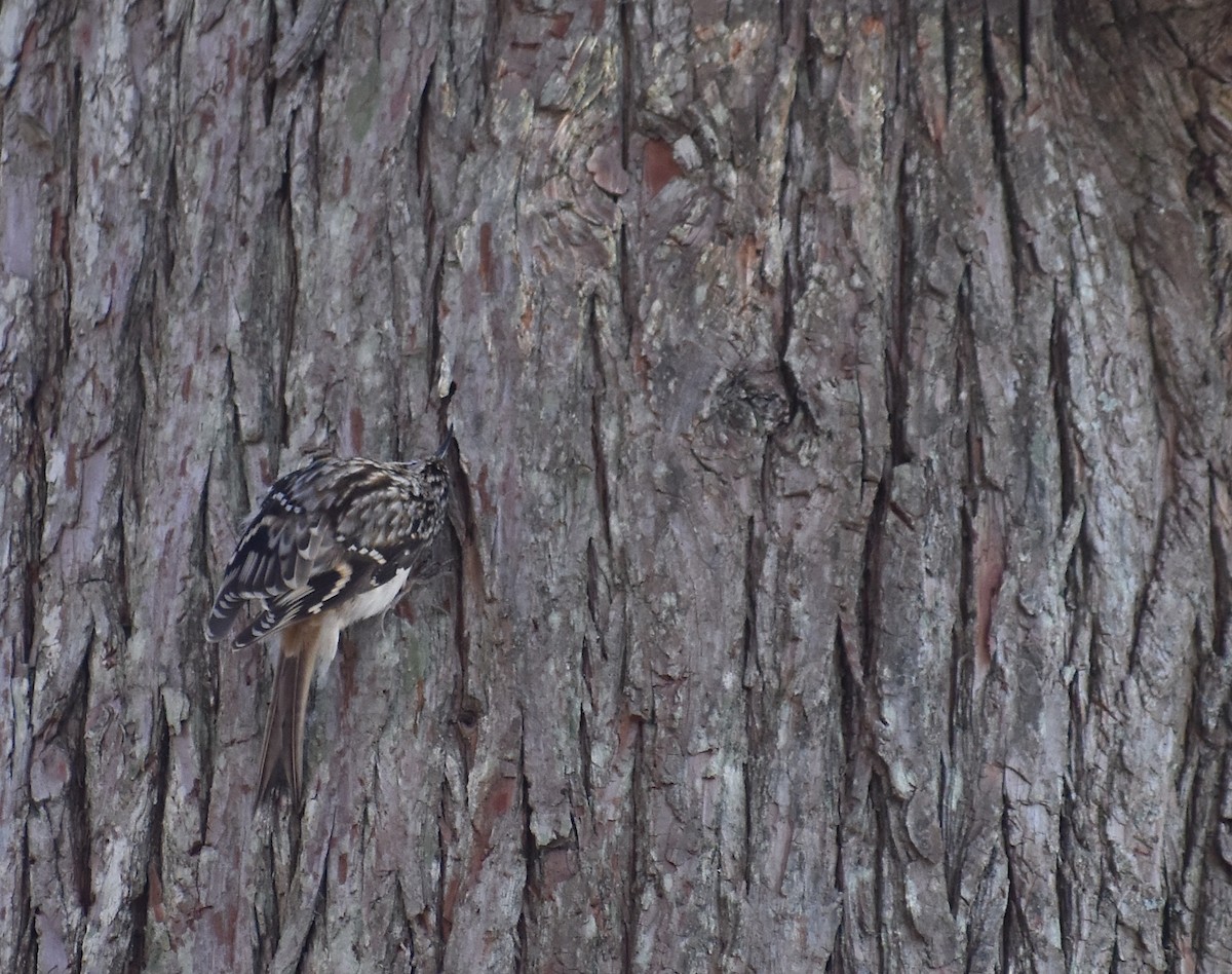 Brown Creeper - ML647438439