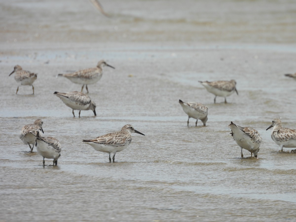 Great Knot - ML647438441