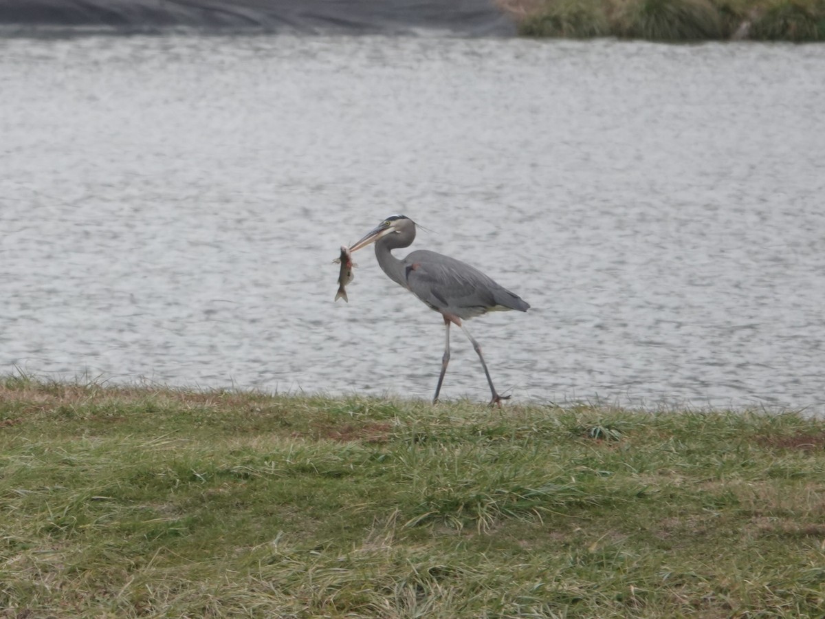 Great Blue Heron - ML647438442