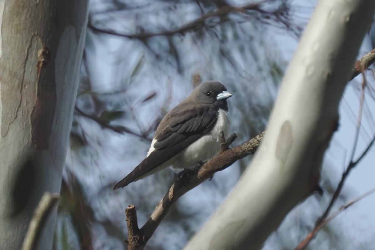 White-breasted Woodswallow - ML647438444