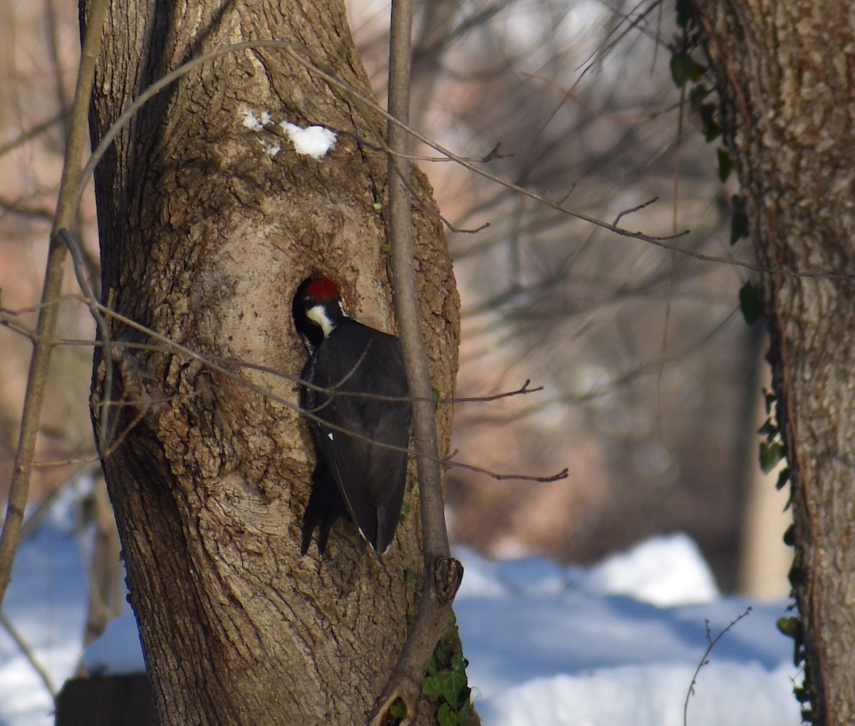 Pileated Woodpecker - ML647438449