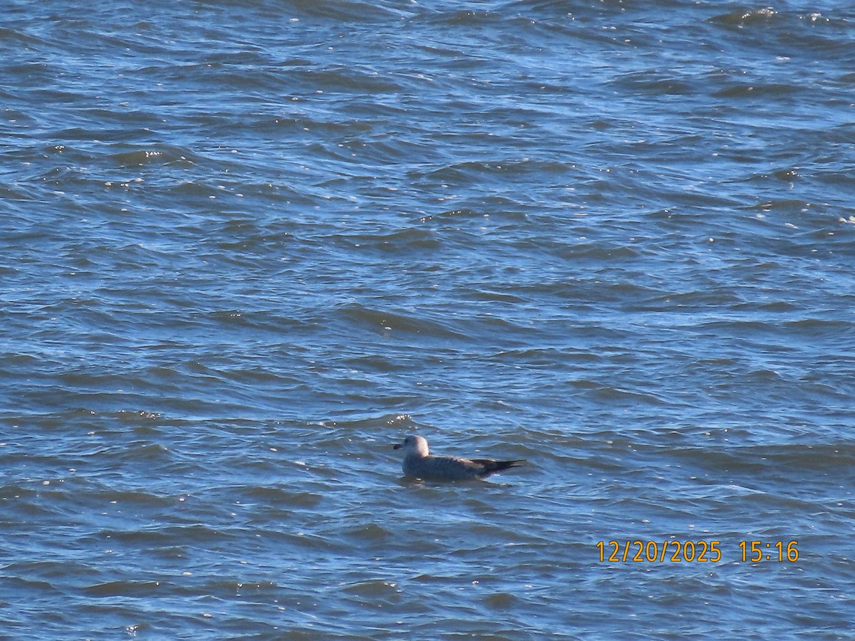 American Herring Gull - ML647438451