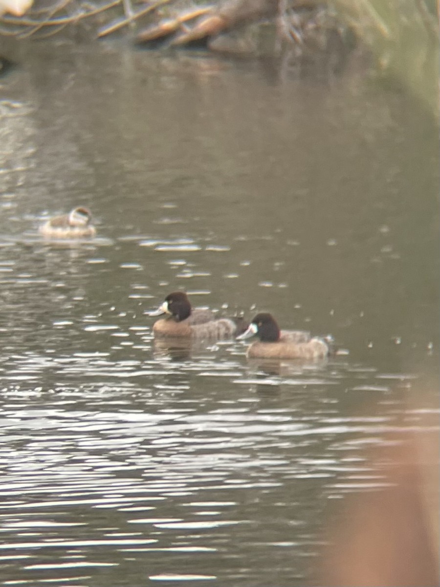 Greater Scaup - ML647438456