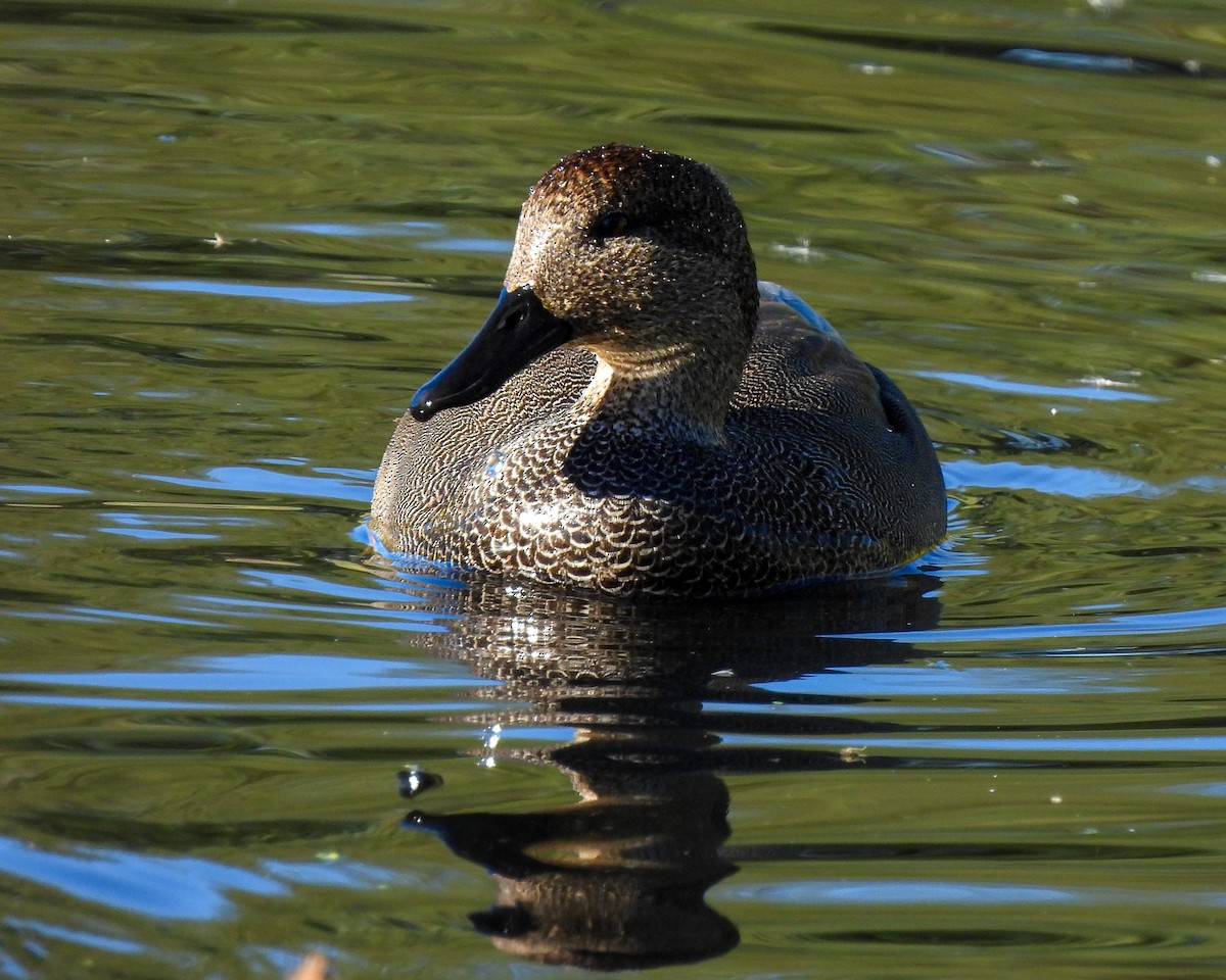 Gadwall - ML647438457