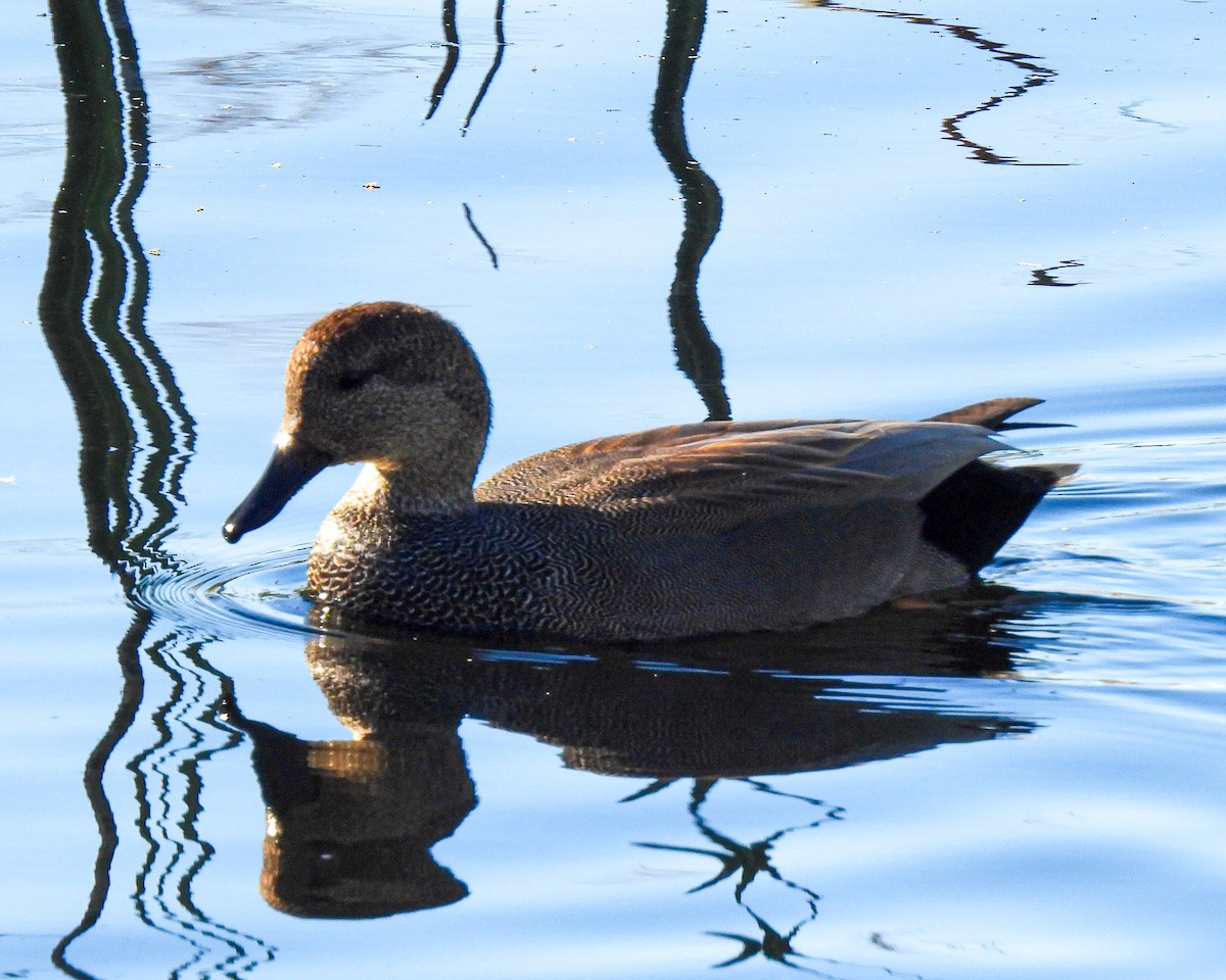 Gadwall - ML647438458