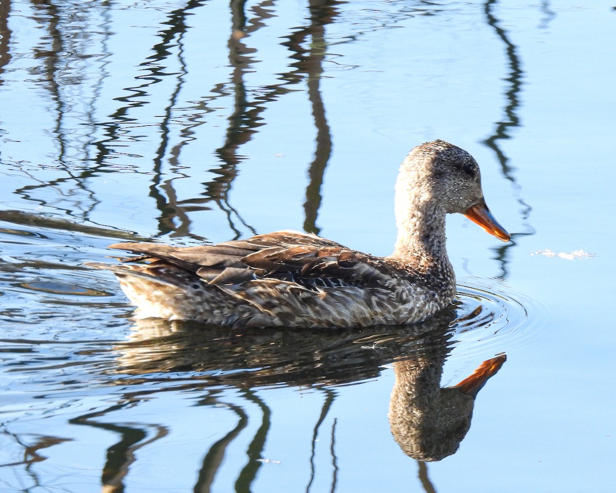 Gadwall - ML647438459