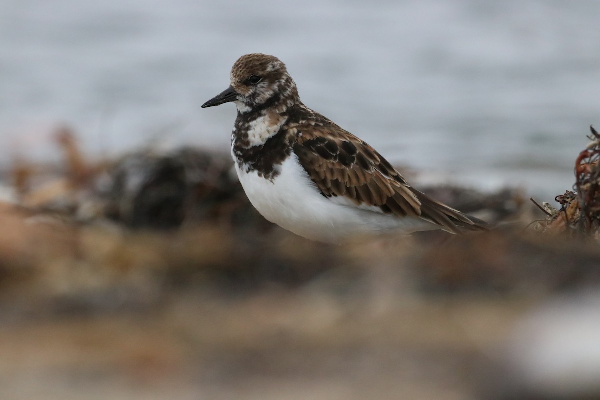 Камнешарка - ML647438460