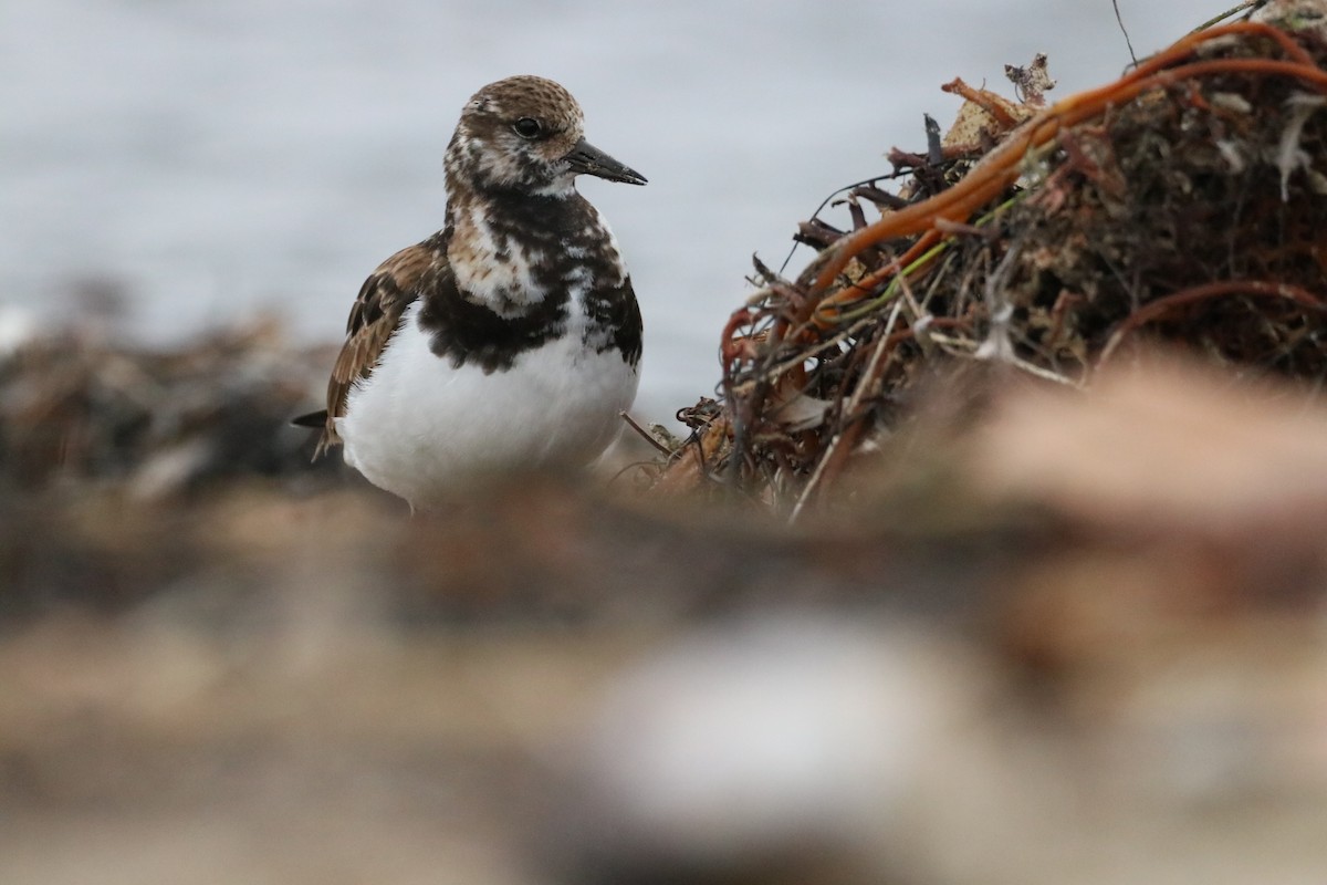 Камнешарка - ML647438461