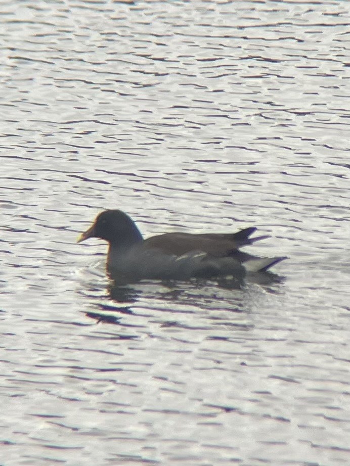 Common Gallinule - ML647438477