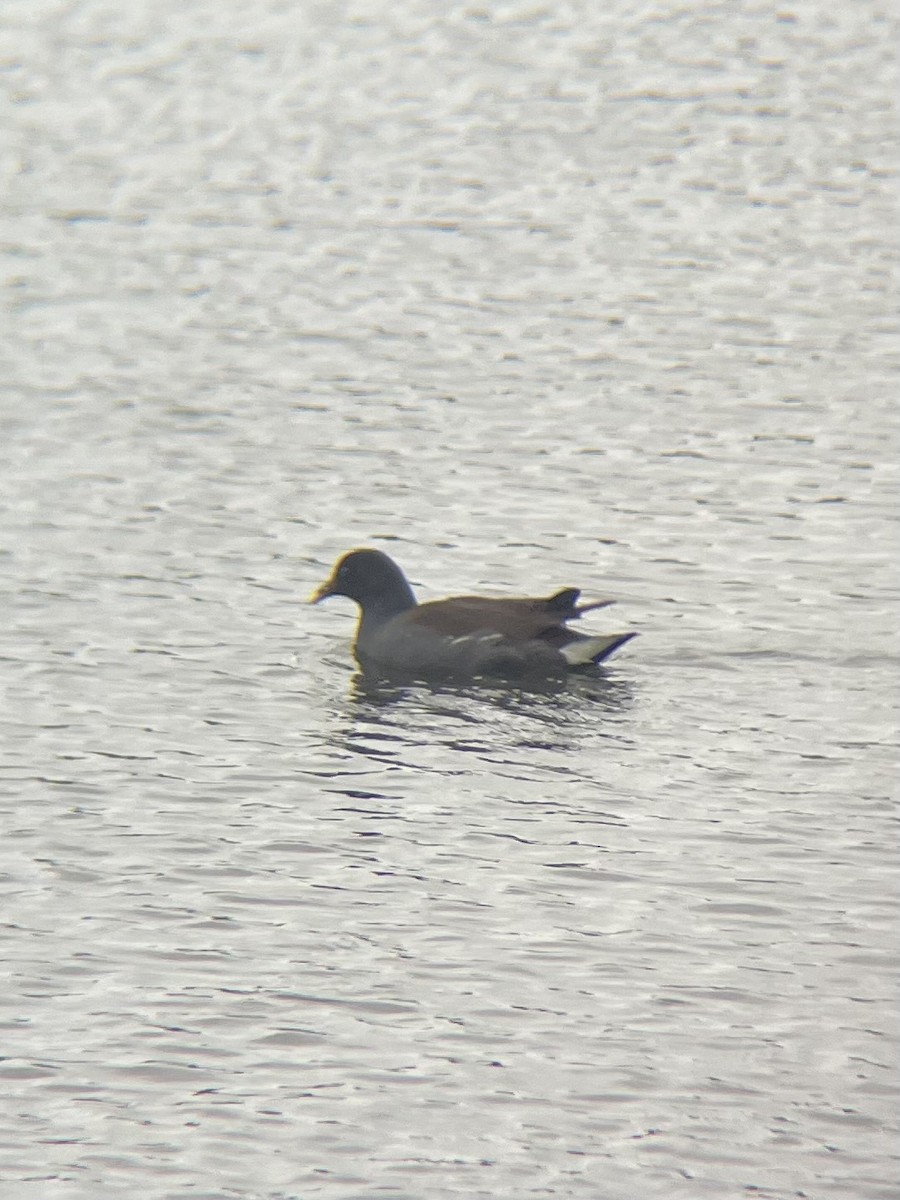 Common Gallinule - ML647438478