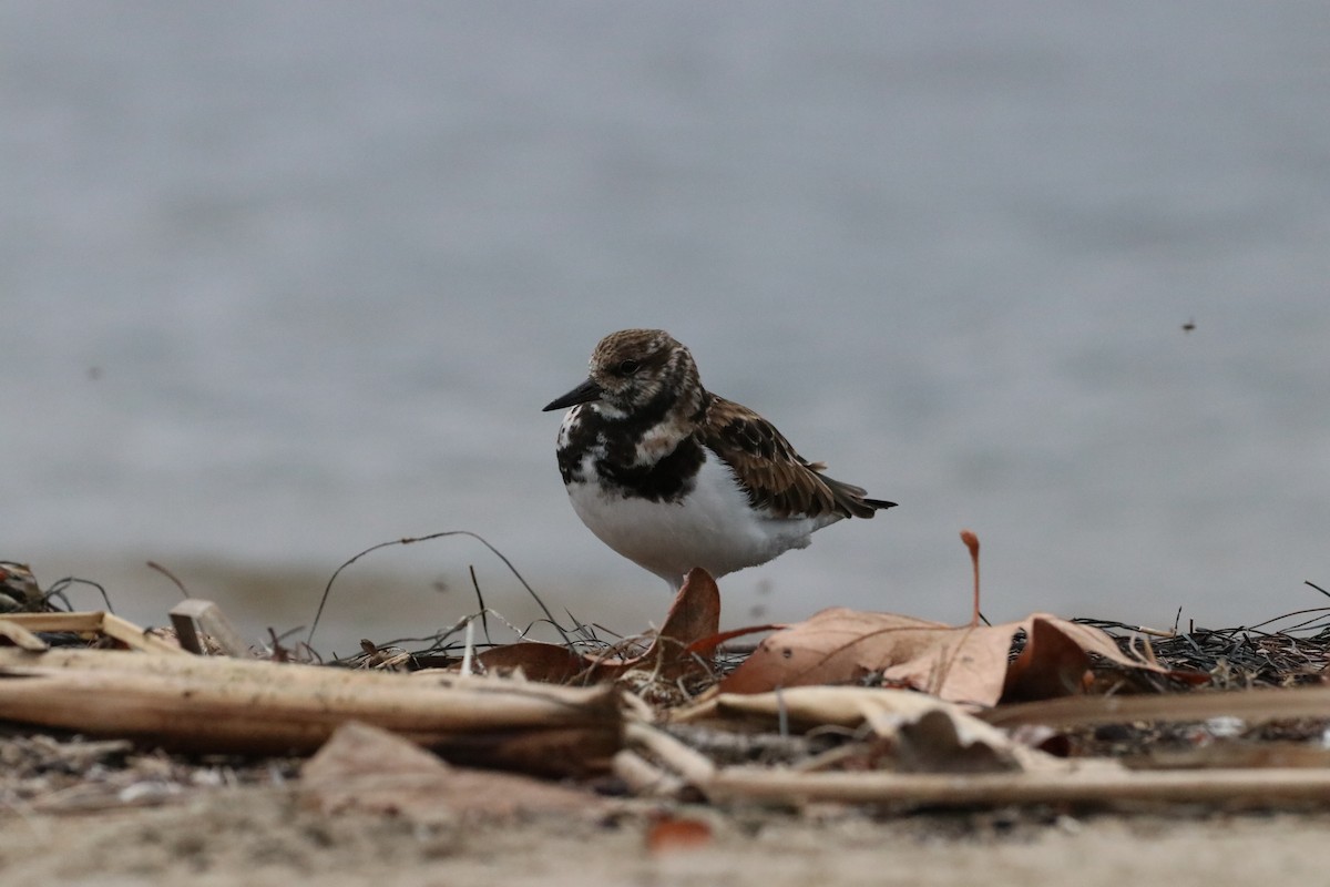 Камнешарка - ML647438488