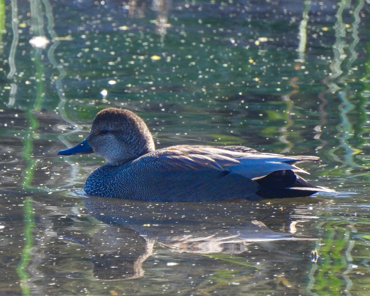 Gadwall - ML647438490