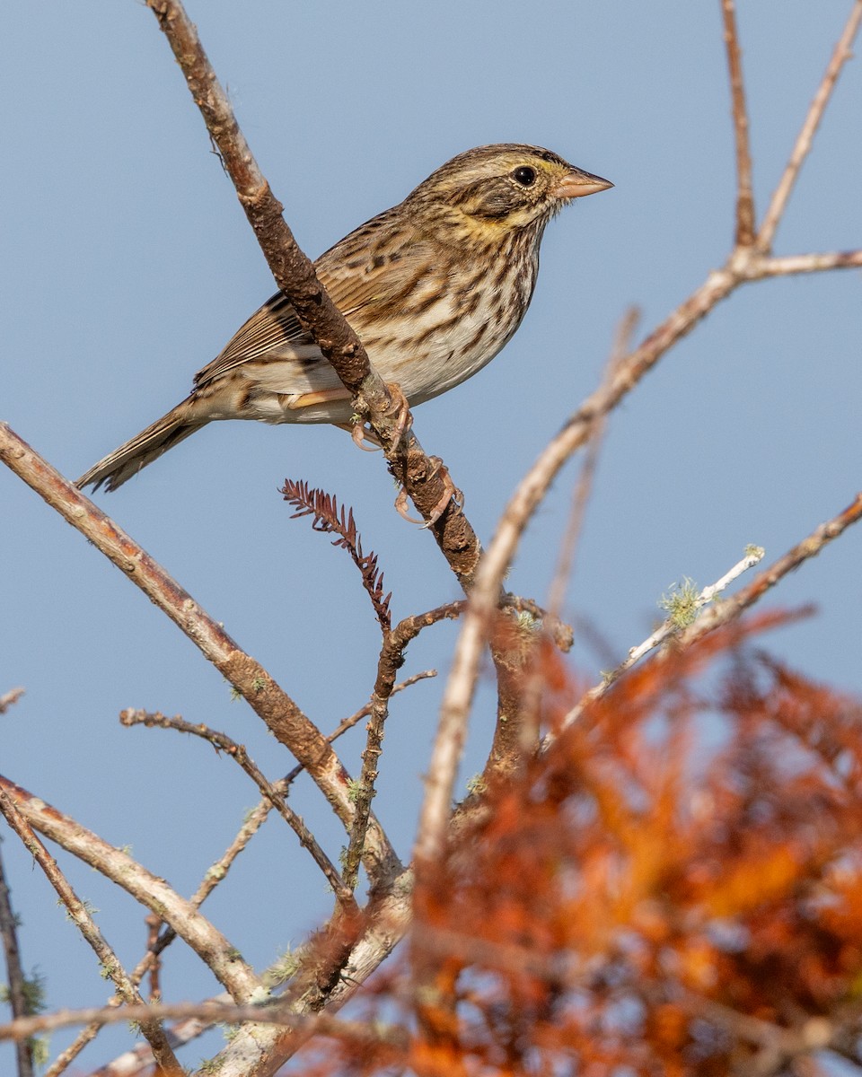 Savannah Sparrow - ML647438494