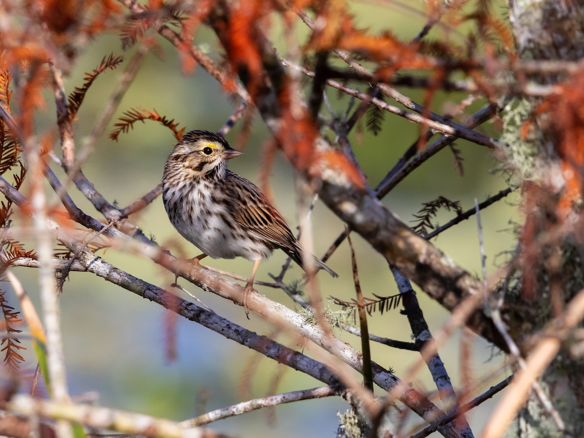 Savannah Sparrow - ML647438495