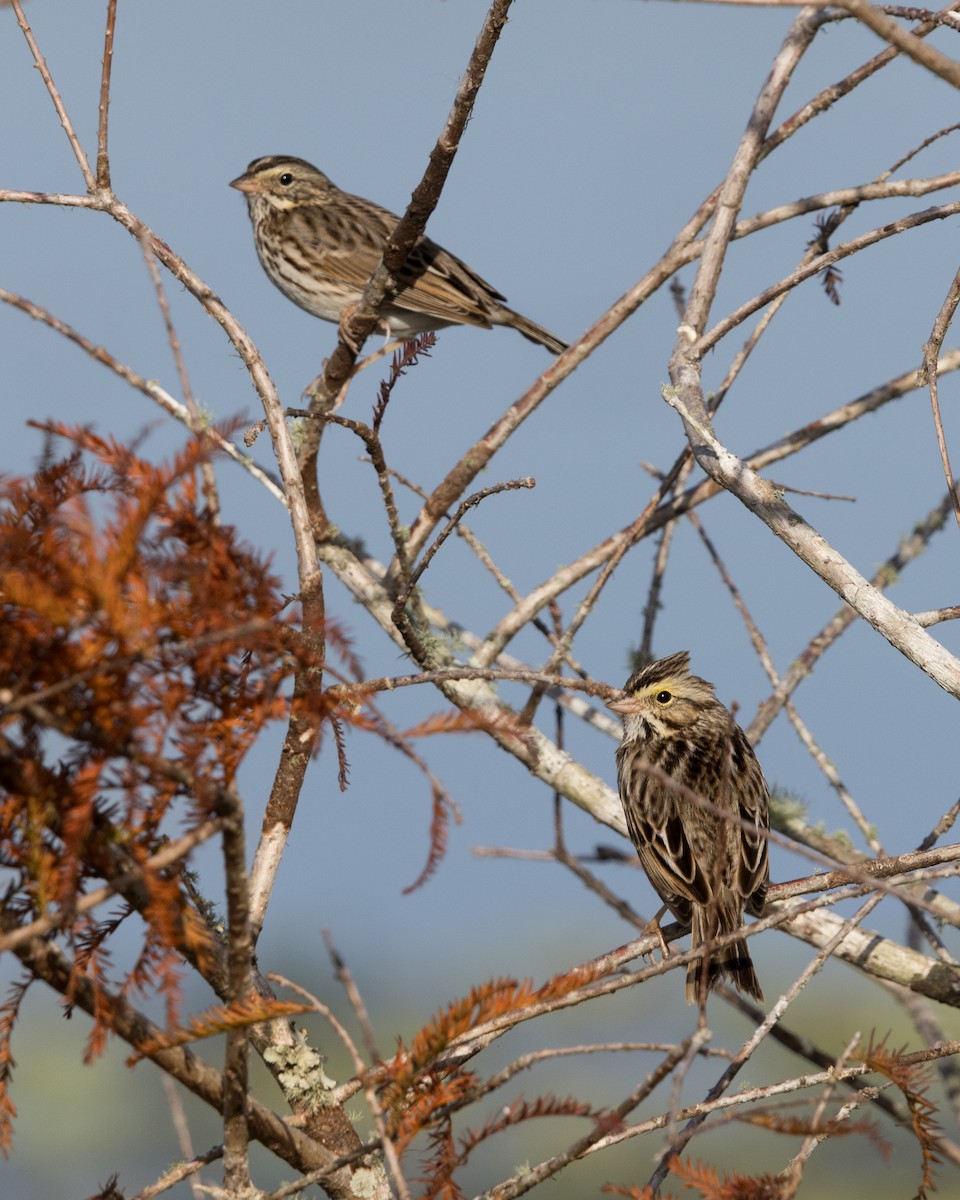 Savannah Sparrow - ML647438496