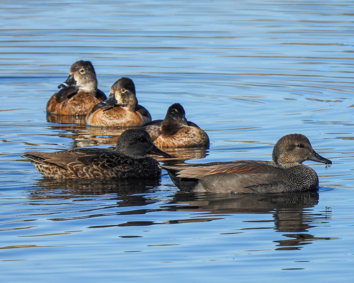 Gadwall - ML647438500